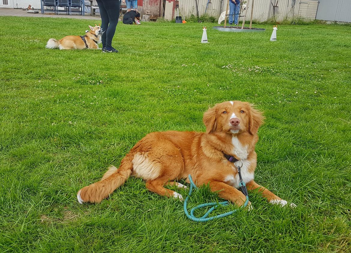 Nova scotia duck tolling retriever Chance billede 6