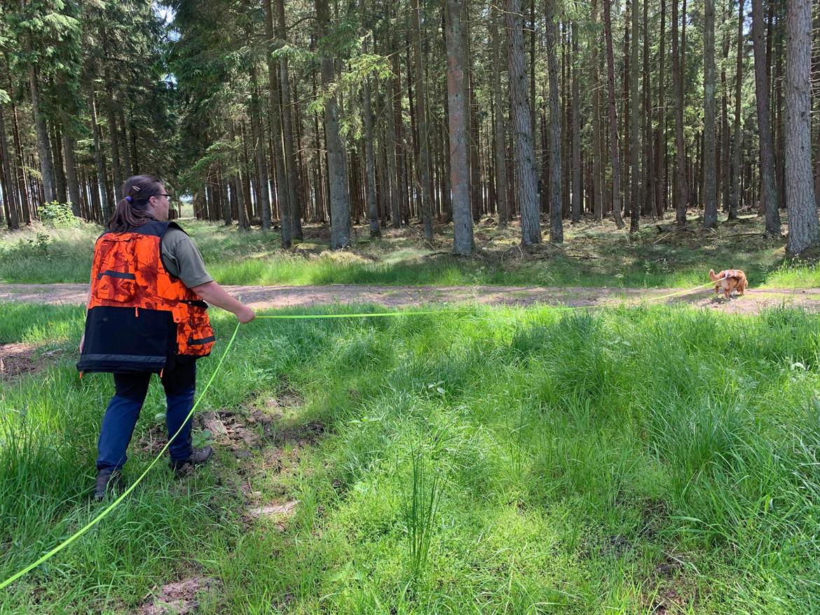 Nova scotia duck tolling retriever Chance billede 7