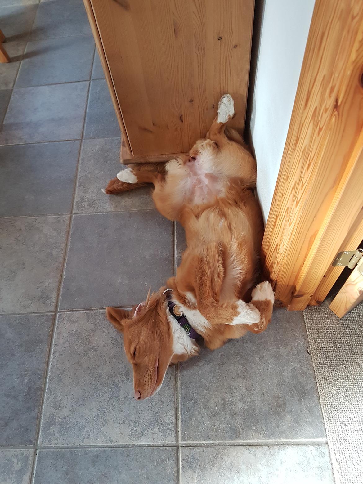 Nova scotia duck tolling retriever Chance billede 8