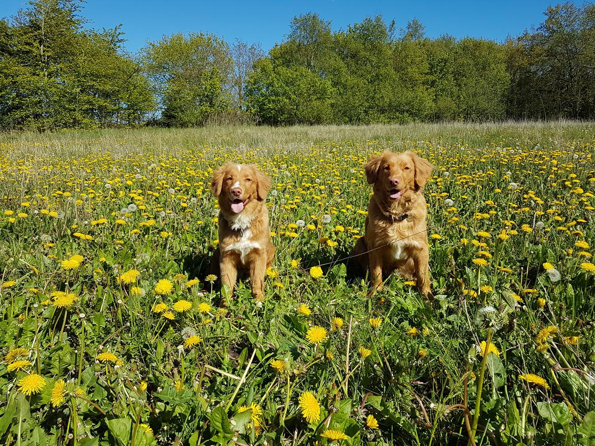 Nova scotia duck tolling retriever Chance billede 9