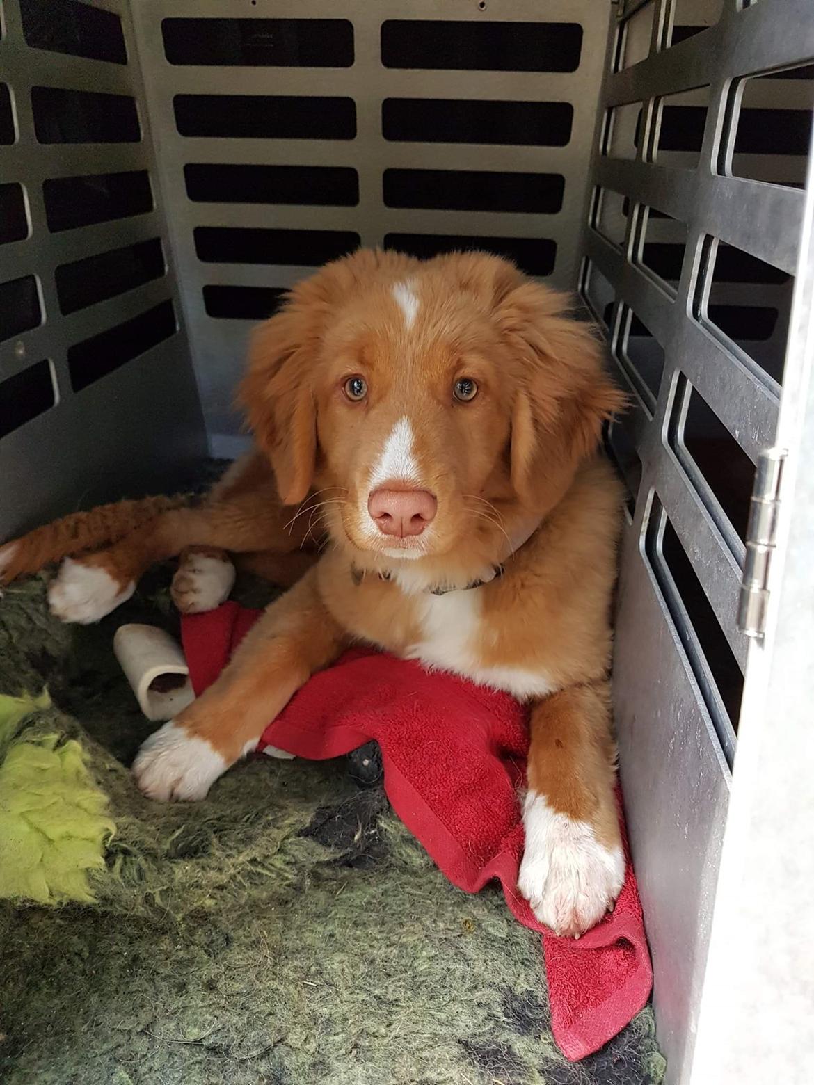Nova scotia duck tolling retriever Chance billede 11