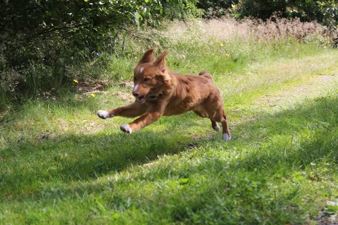 Nova scotia duck tolling retriever Chance billede 12