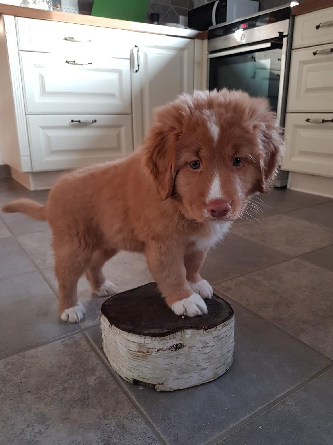 Nova scotia duck tolling retriever Chance billede 10