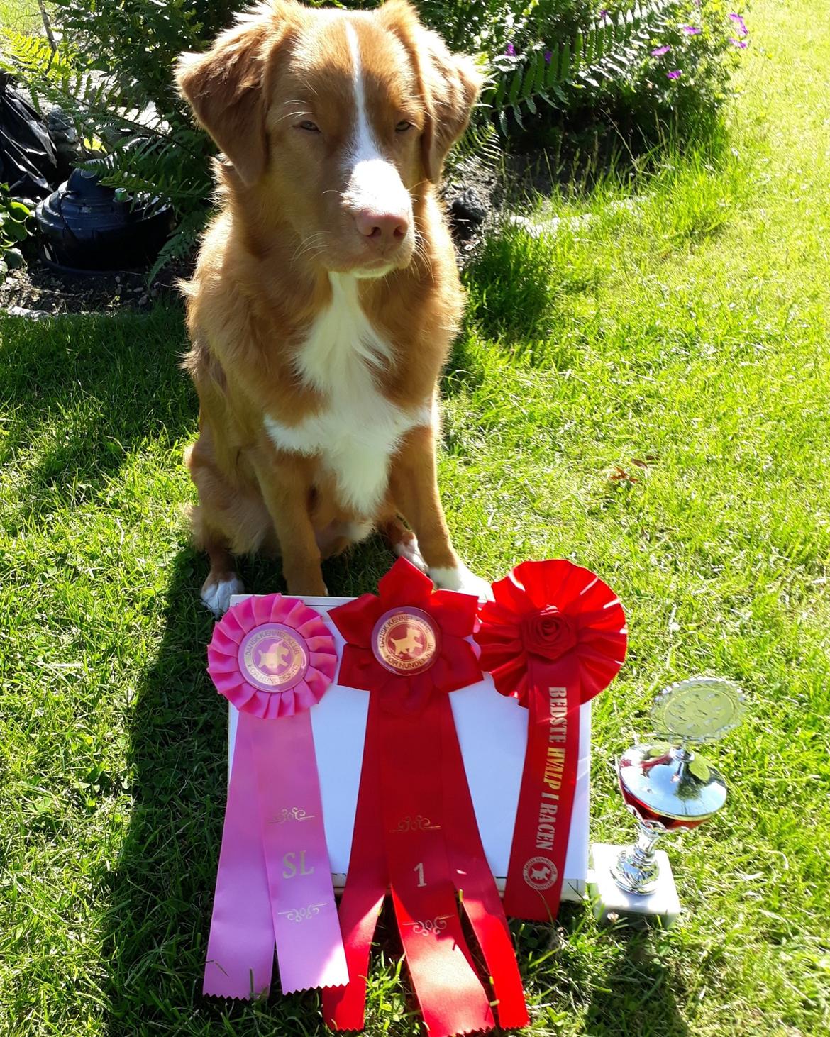 Nova scotia duck tolling retriever Flóki/Toller's Delight Viking Warrior - Flóki fik Særdeles Lovende, 1. vinder og Bedste Hvalp I Racen begge dage til DKK udstillingen i Vejen, juni 2019 6,5 mdr.  billede 6