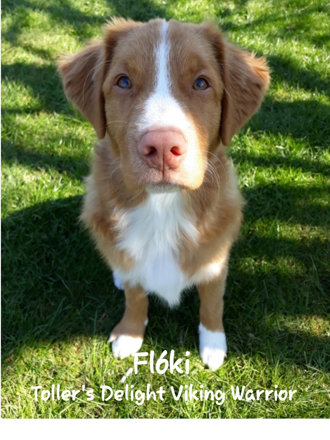 Nova scotia duck tolling retriever Flóki/Toller's Delight Viking Warrior - Flóki 5 mdr  billede 7