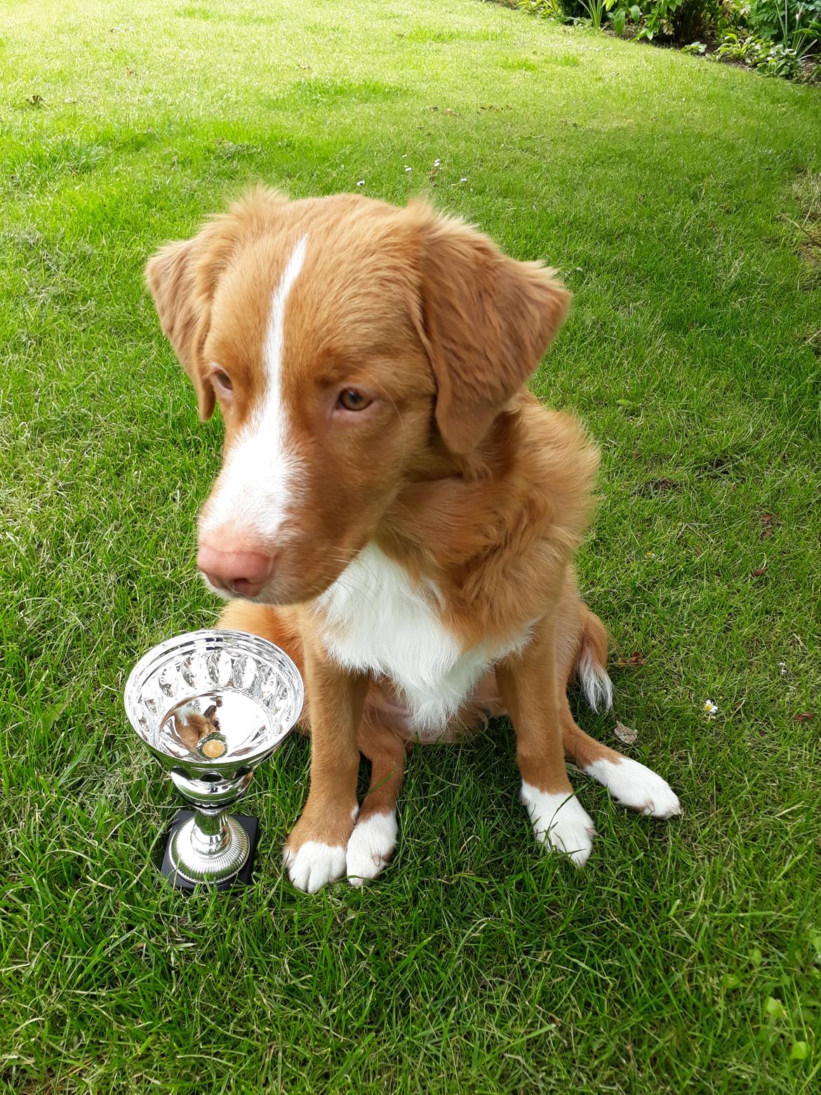 Nova scotia duck tolling retriever Flóki/Toller's Delight Viking Warrior - Flóki BIS 2 Baby DRK skue, knap 6 mdr.  billede 8