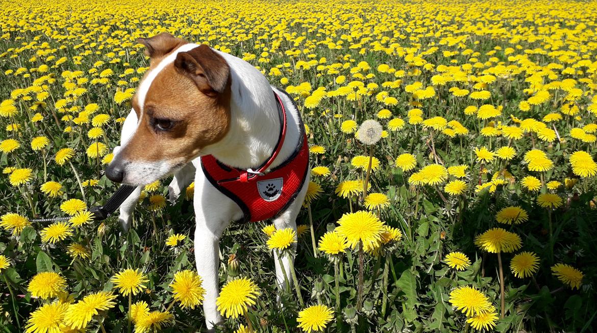 Dansk svensk gaardhund Mille billede 1
