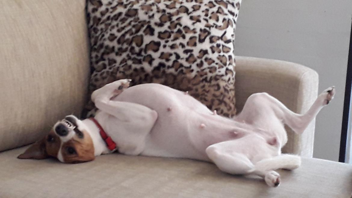 Dansk svensk gaardhund Mille billede 2