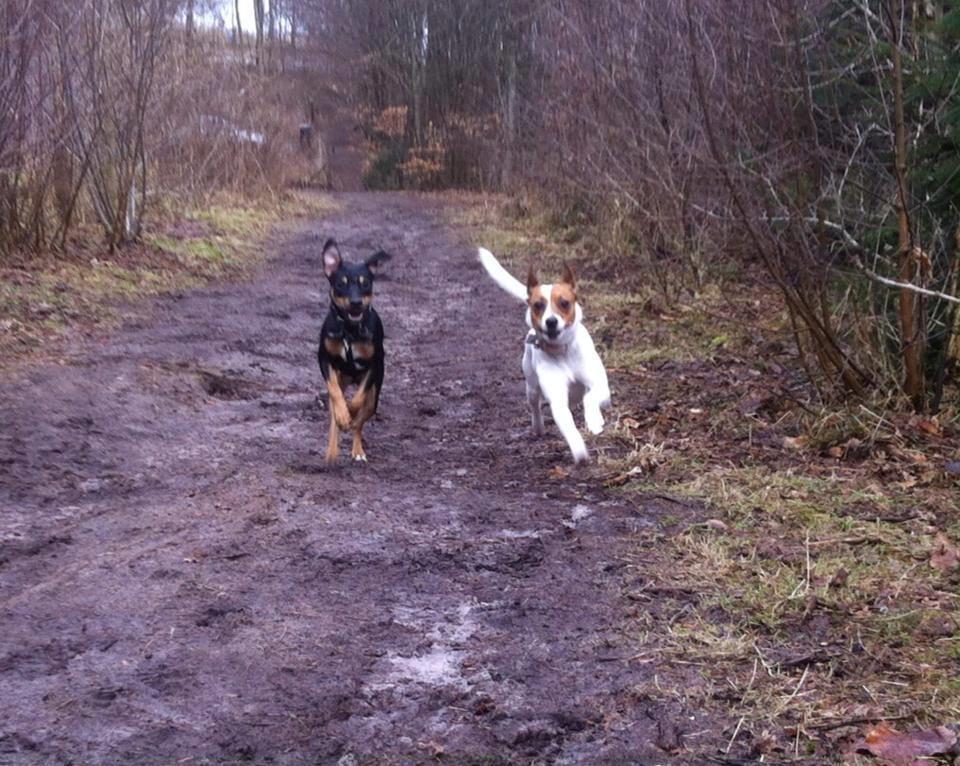 Dansk svensk gaardhund Mille billede 3