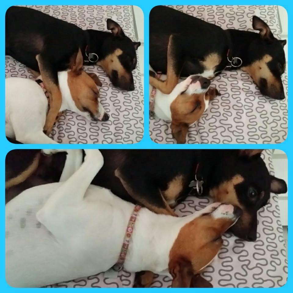 Dansk svensk gaardhund Mille billede 4