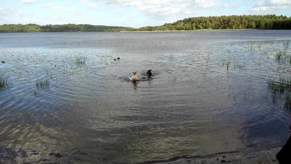Dansk svensk gaardhund Mille billede 5