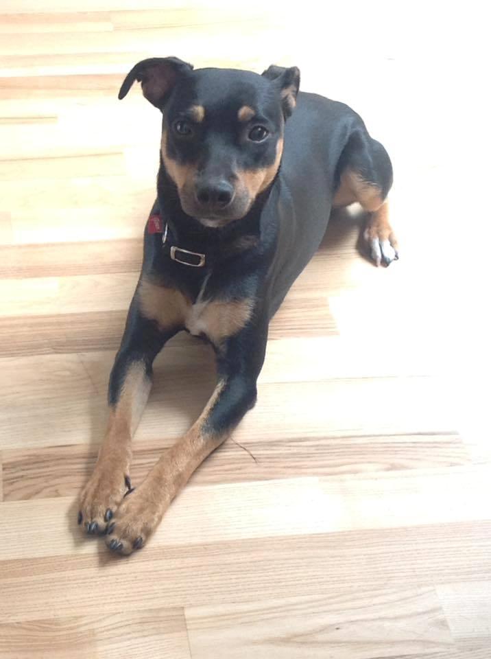 Tysk pinscher Jack billede 1
