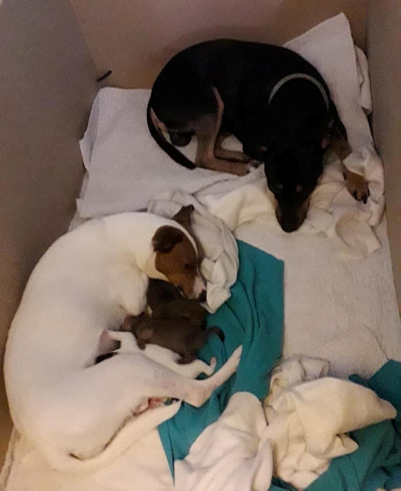 Tysk pinscher Jack billede 2