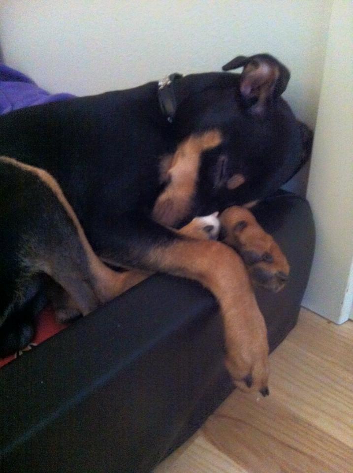 Tysk pinscher Jack billede 3