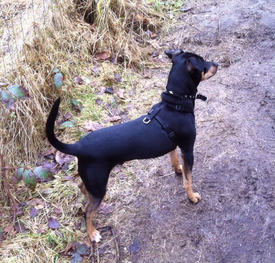 Tysk pinscher Jack billede 4