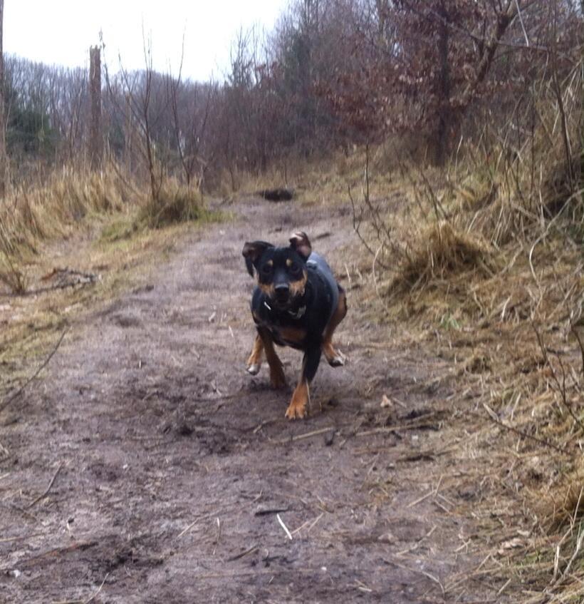 Tysk pinscher Jack billede 5