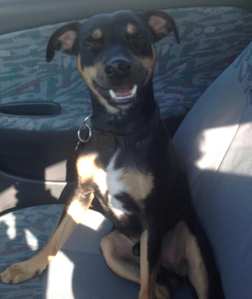 Tysk pinscher Jack billede 6