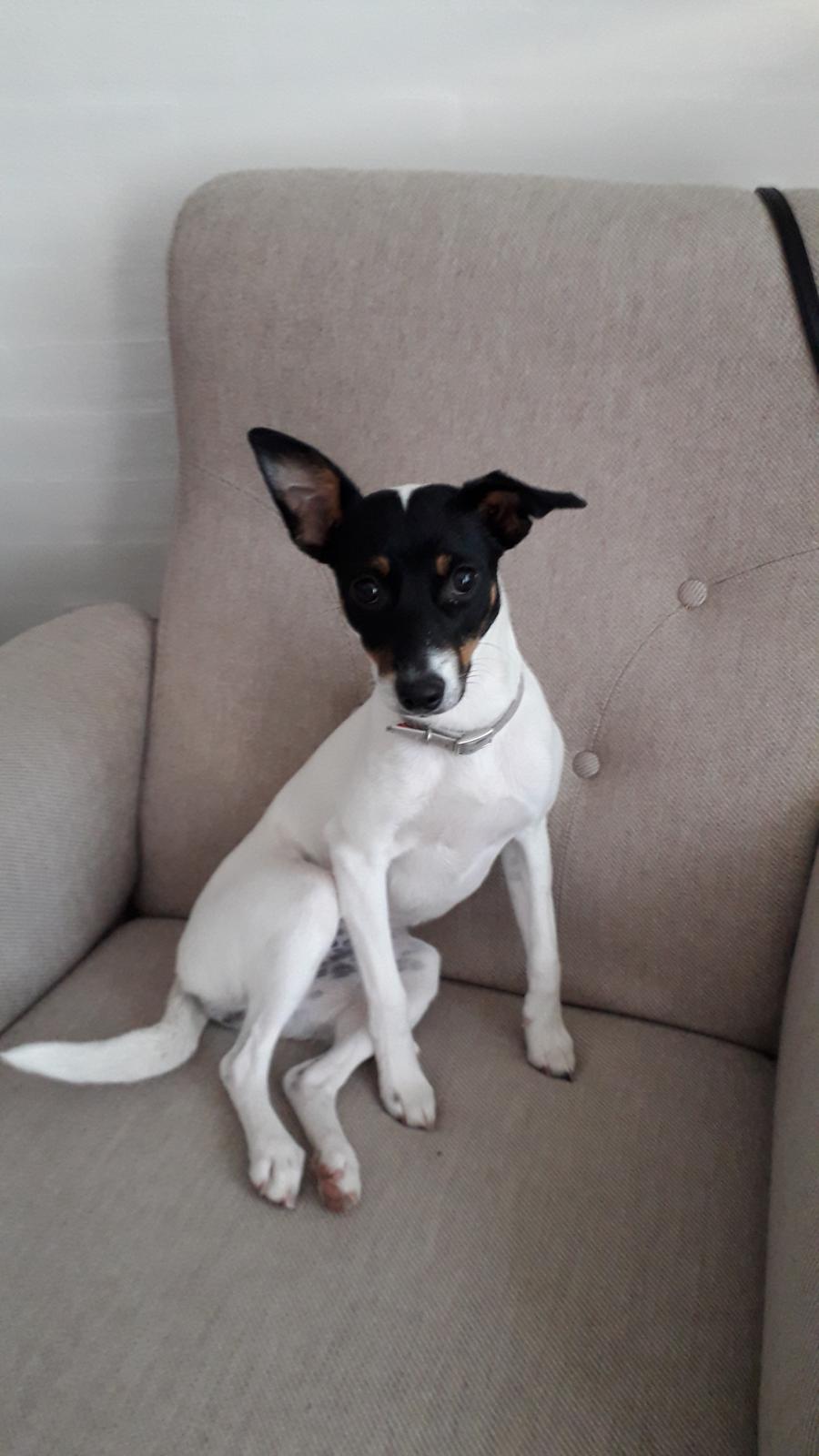 Blanding af racer Molly billede 1