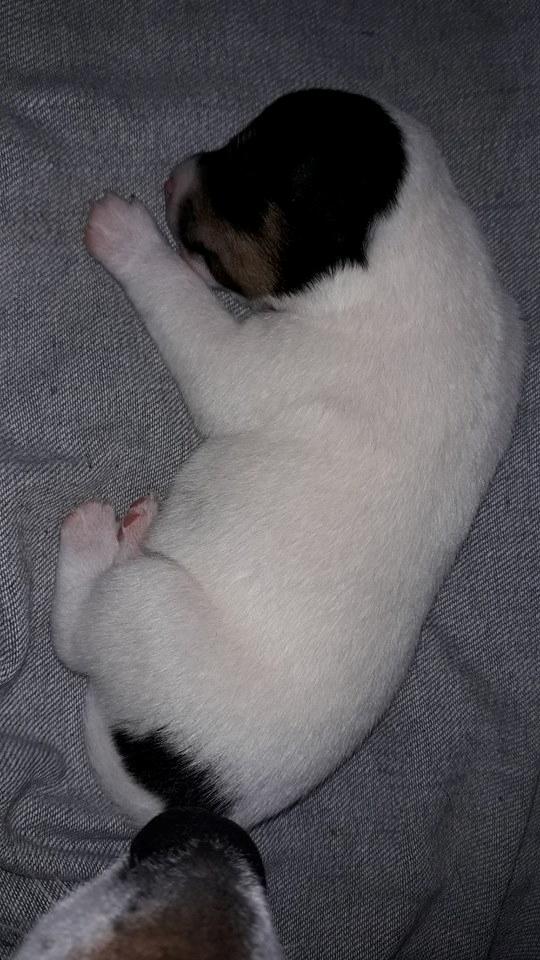 Blanding af racer Molly billede 2