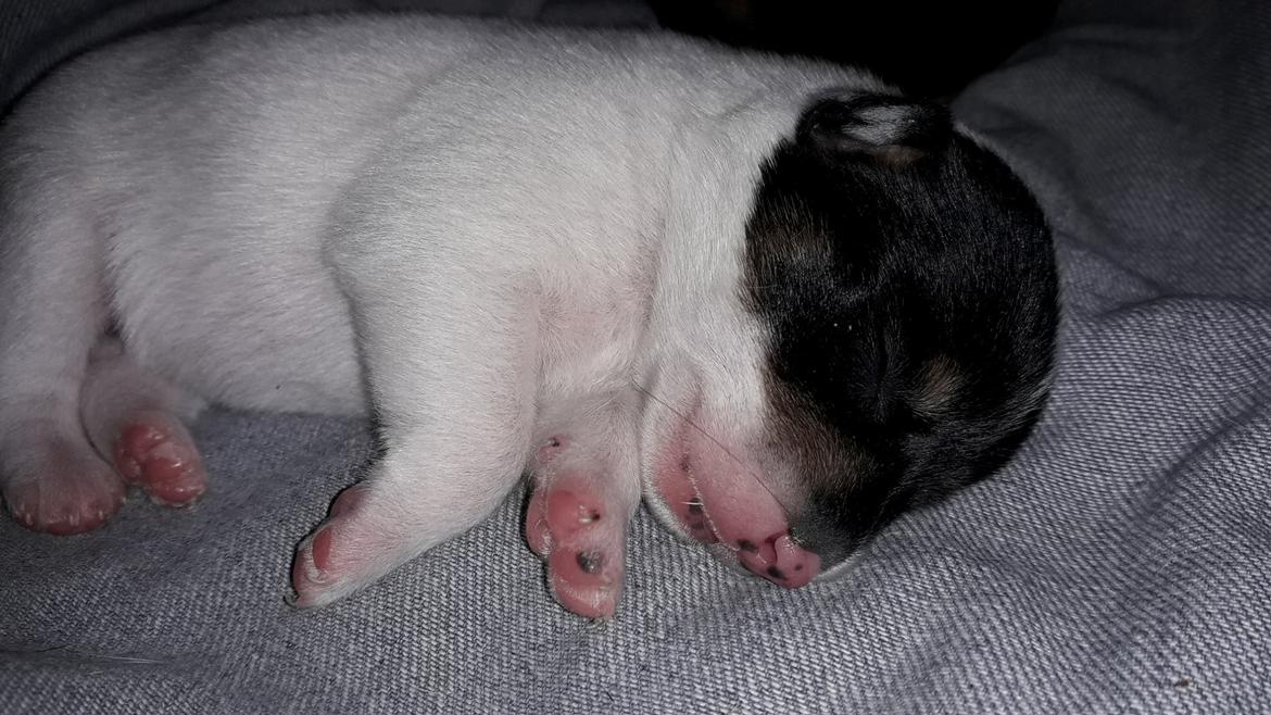 Blanding af racer Molly billede 3