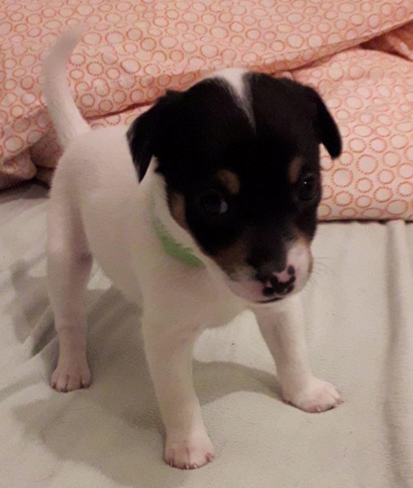 Blanding af racer Molly billede 4