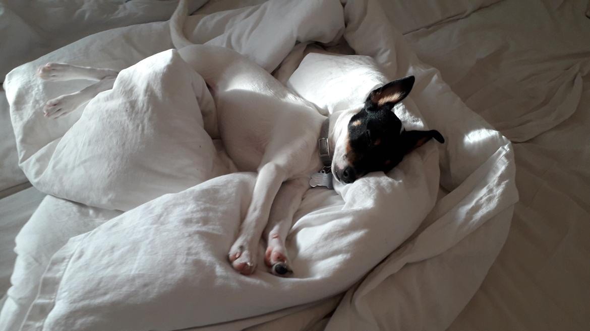 Blanding af racer Molly billede 5