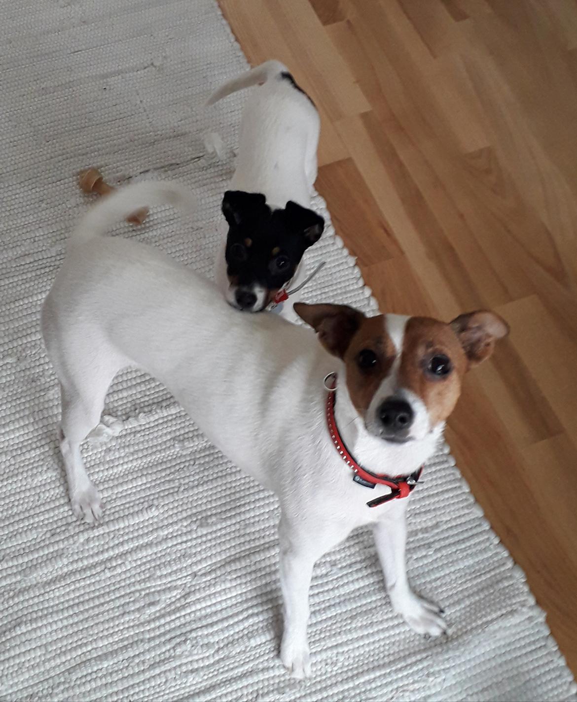 Blanding af racer Molly billede 6