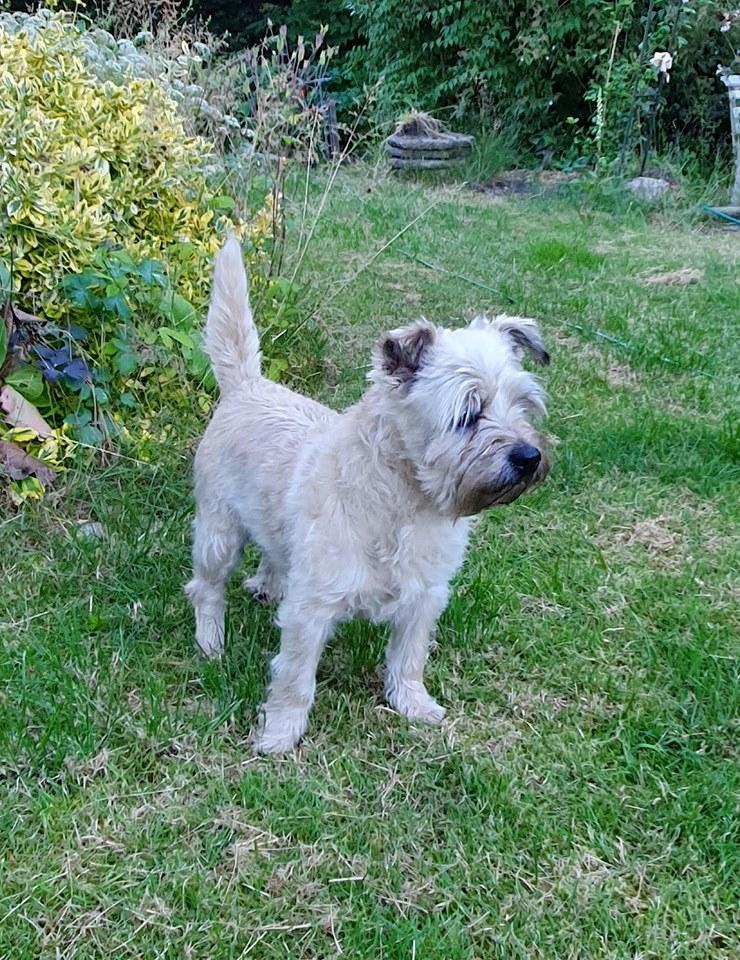 Cairn terrier Bristle Cairn's Jaidee billede 1