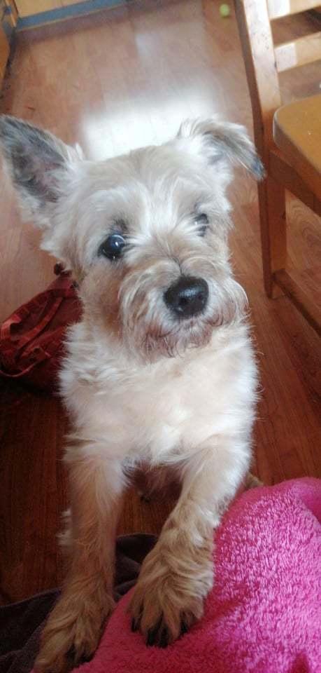 Cairn terrier Bristle Cairn's Jaidee billede 2