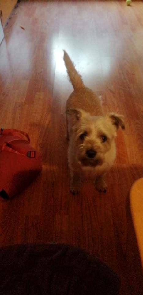 Cairn terrier Bristle Cairn's Jaidee billede 3