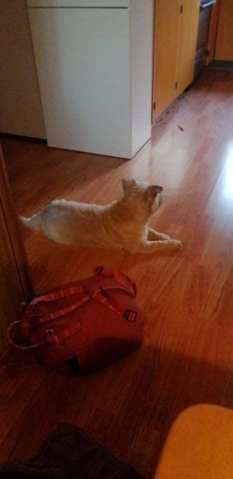 Cairn terrier Bristle Cairn's Jaidee billede 4