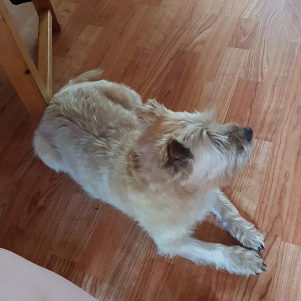 Cairn terrier Bristle Cairn's Jaidee billede 5