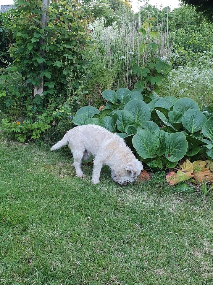 Cairn terrier Bristle Cairn's Jaidee billede 6