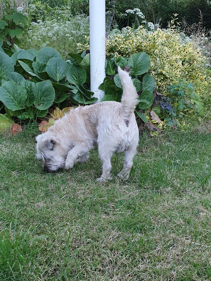 Cairn terrier Bristle Cairn's Jaidee billede 7