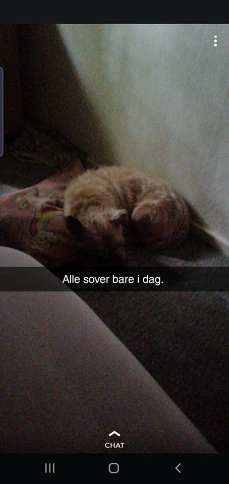 Cairn terrier Bristle Cairn's Jaidee billede 8