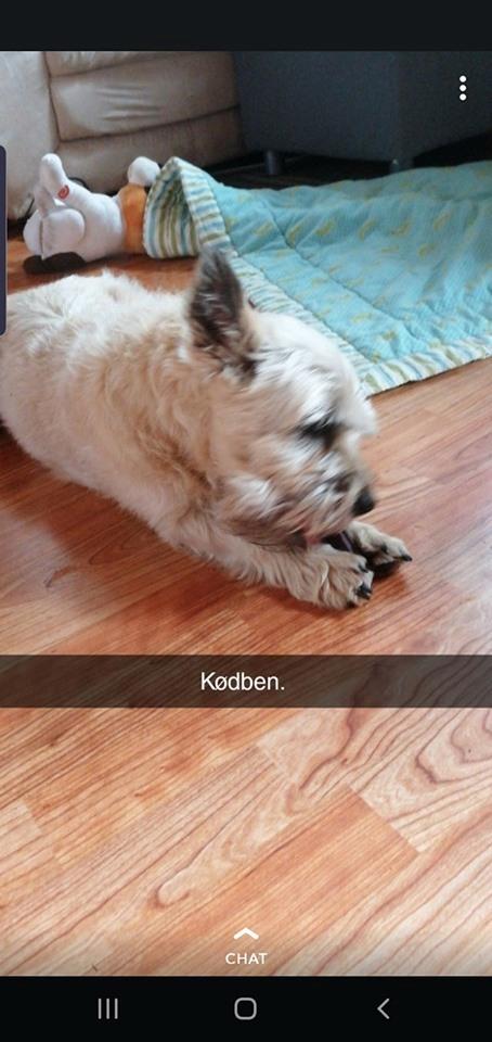 Cairn terrier Bristle Cairn's Jaidee billede 9