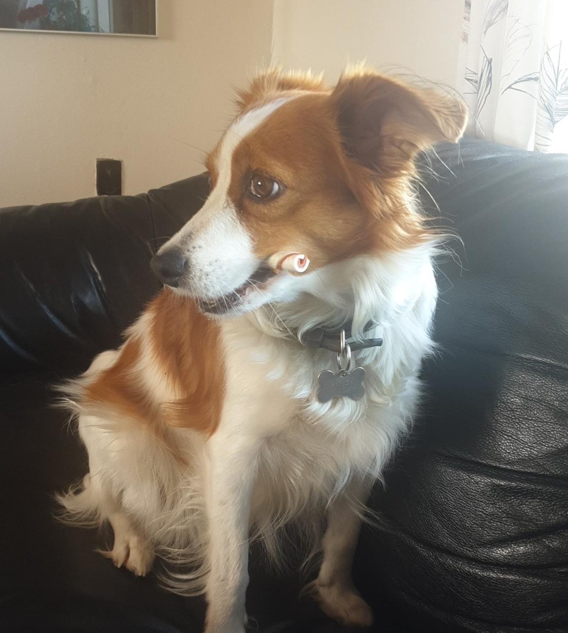 Kooikerhondje Clara billede 28