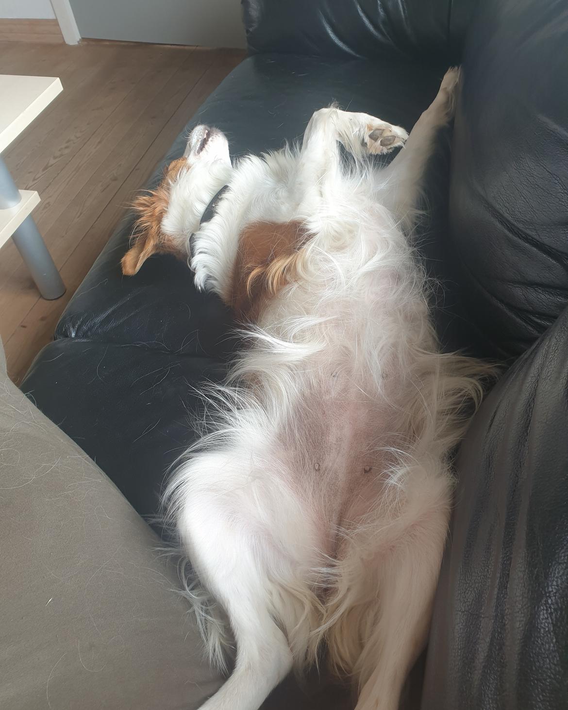 Kooikerhondje Clara billede 26