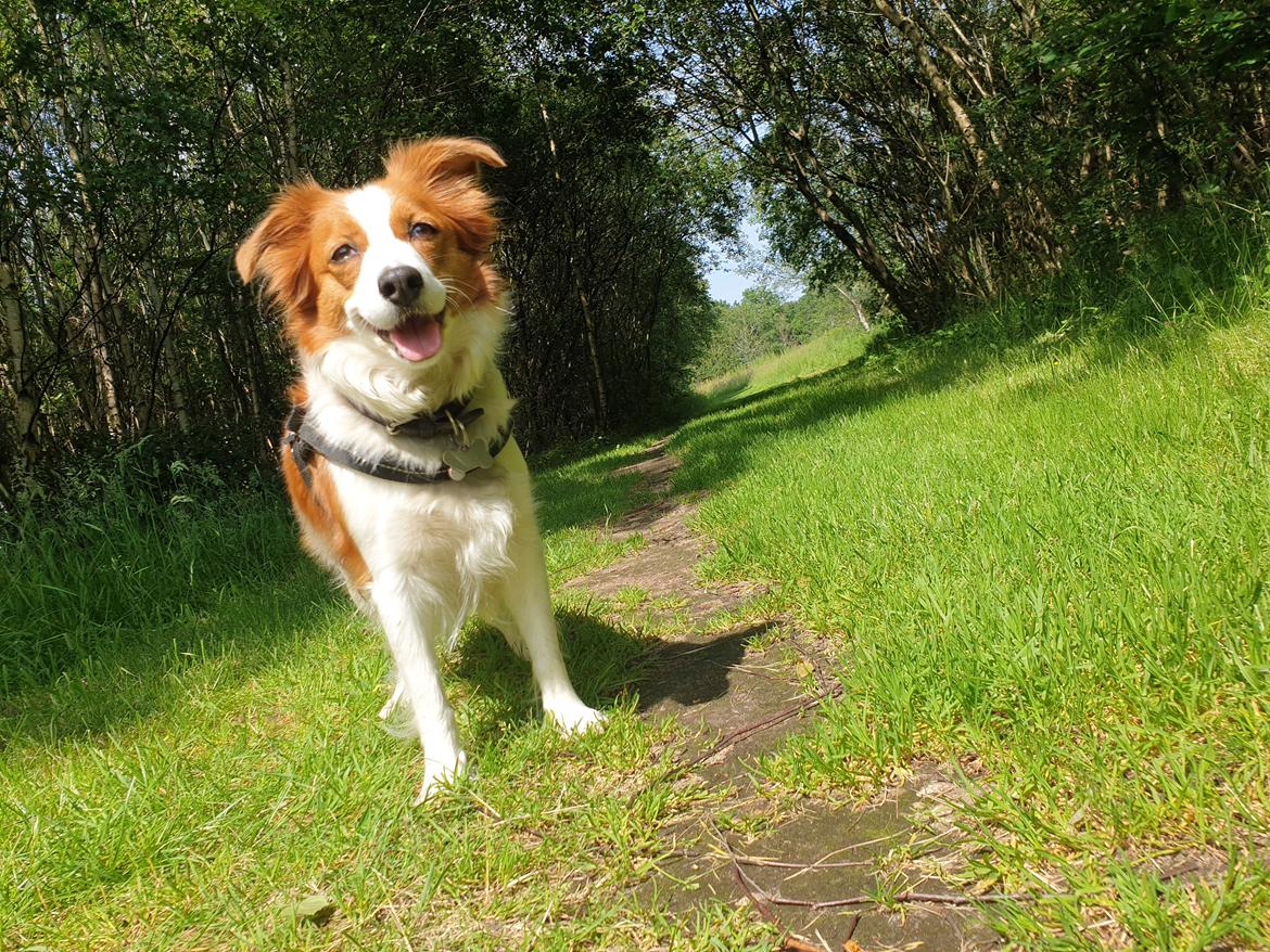Kooikerhondje Clara billede 30