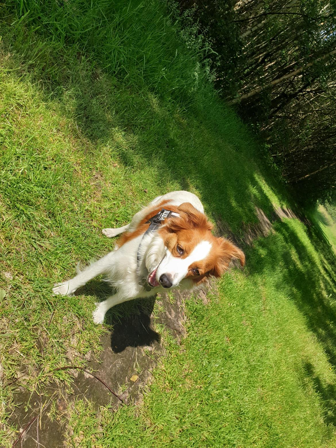 Kooikerhondje Clara billede 31