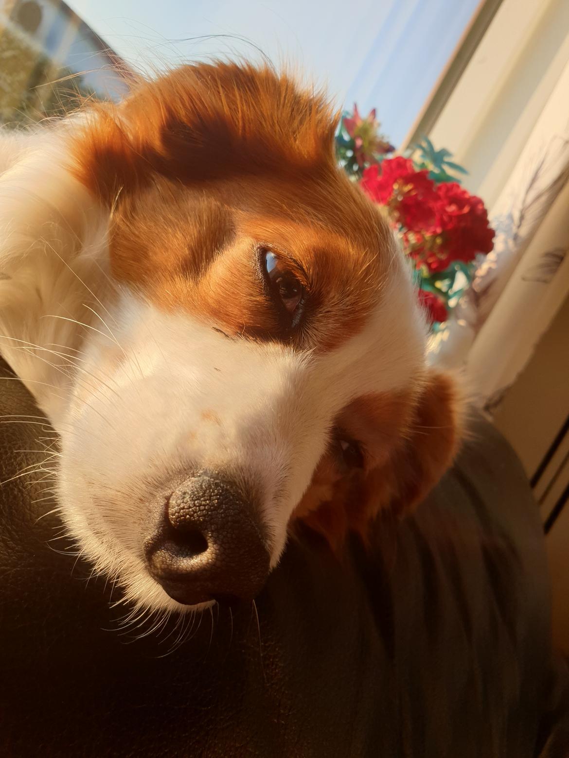 Kooikerhondje Clara billede 32