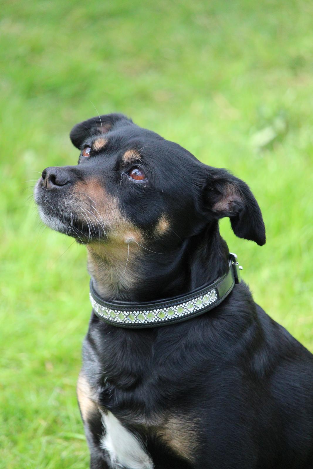 Blanding af racer Yankie billede 15