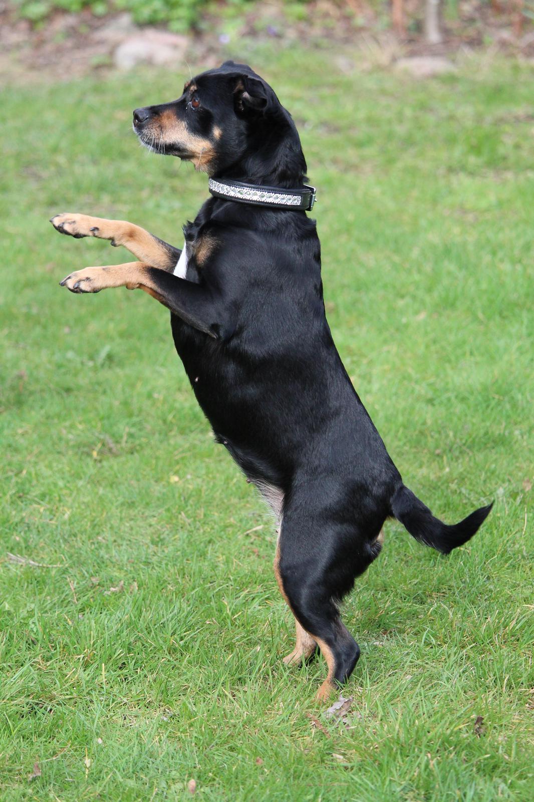 Blanding af racer Yankie billede 42