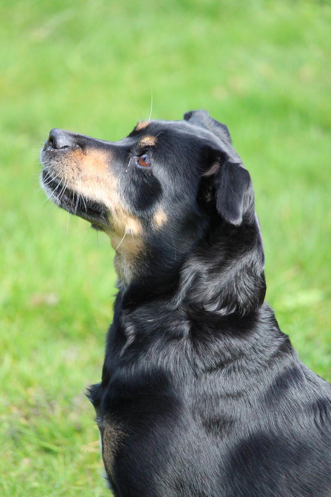 Blanding af racer Yankie billede 30