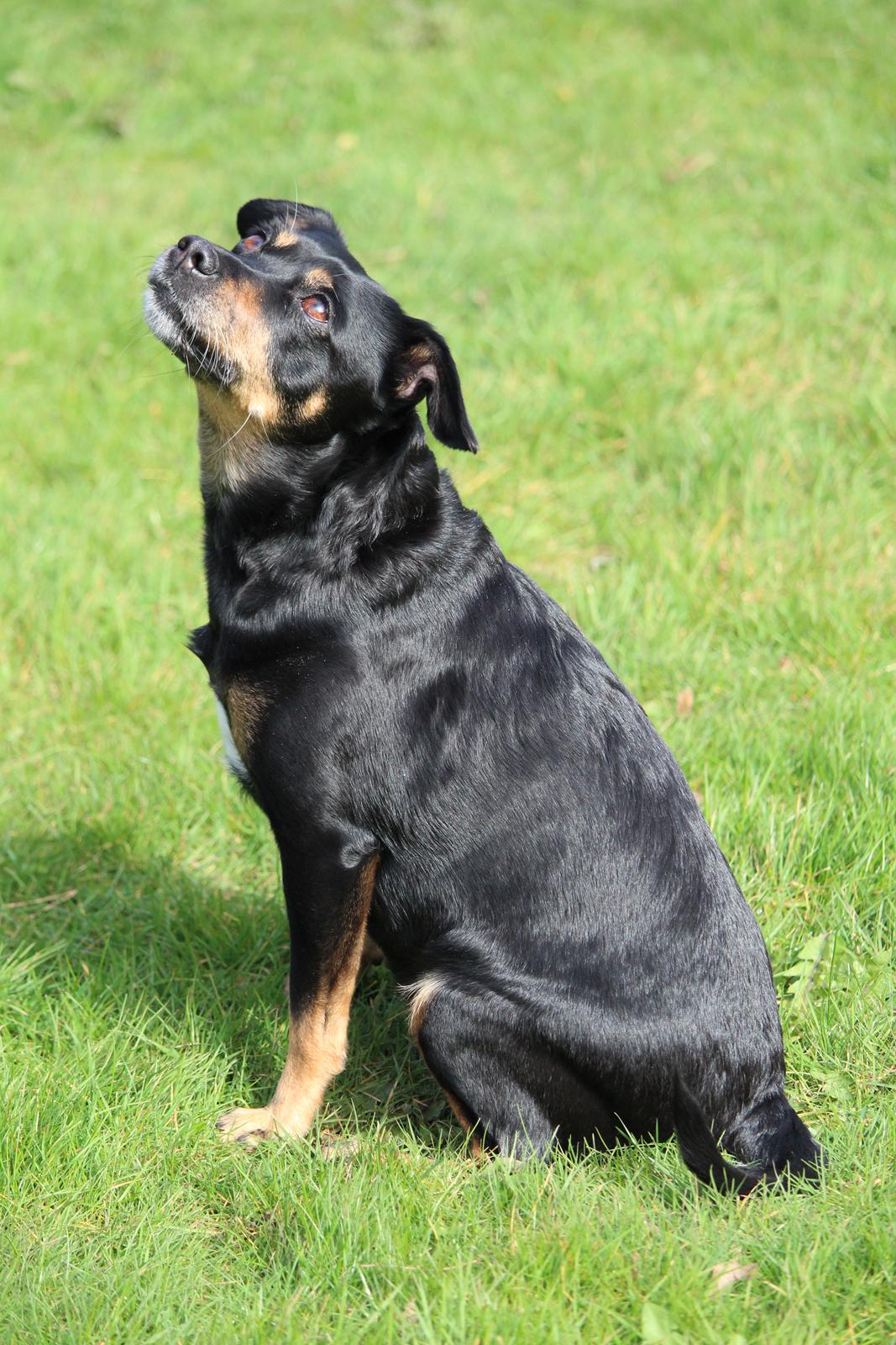 Blanding af racer Yankie billede 34