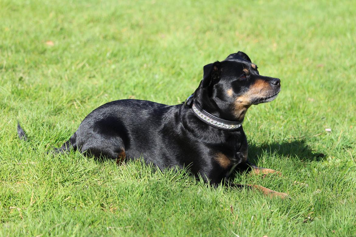 Blanding af racer Yankie billede 32