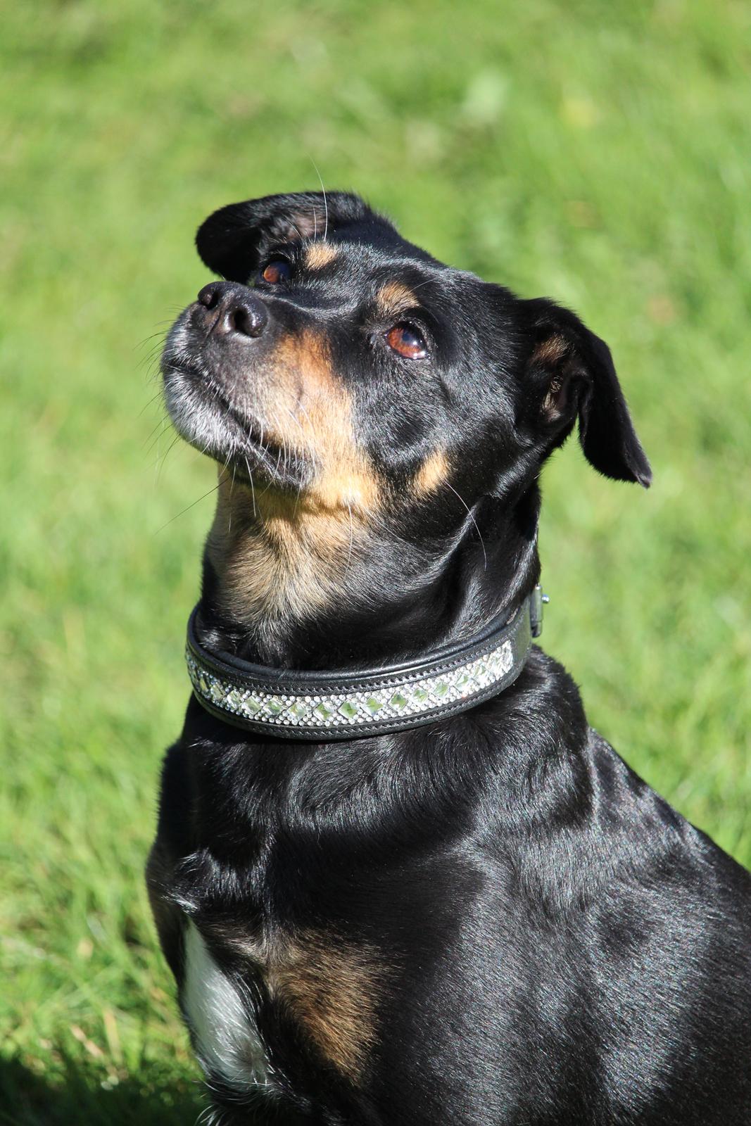 Blanding af racer Yankie billede 48