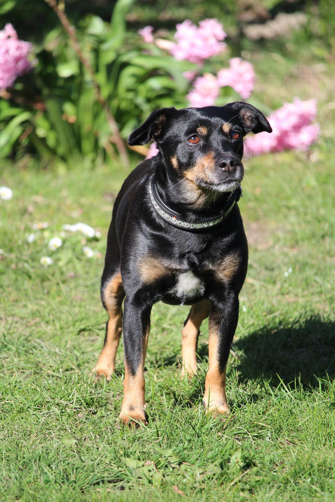 Blanding af racer Yankie billede 17