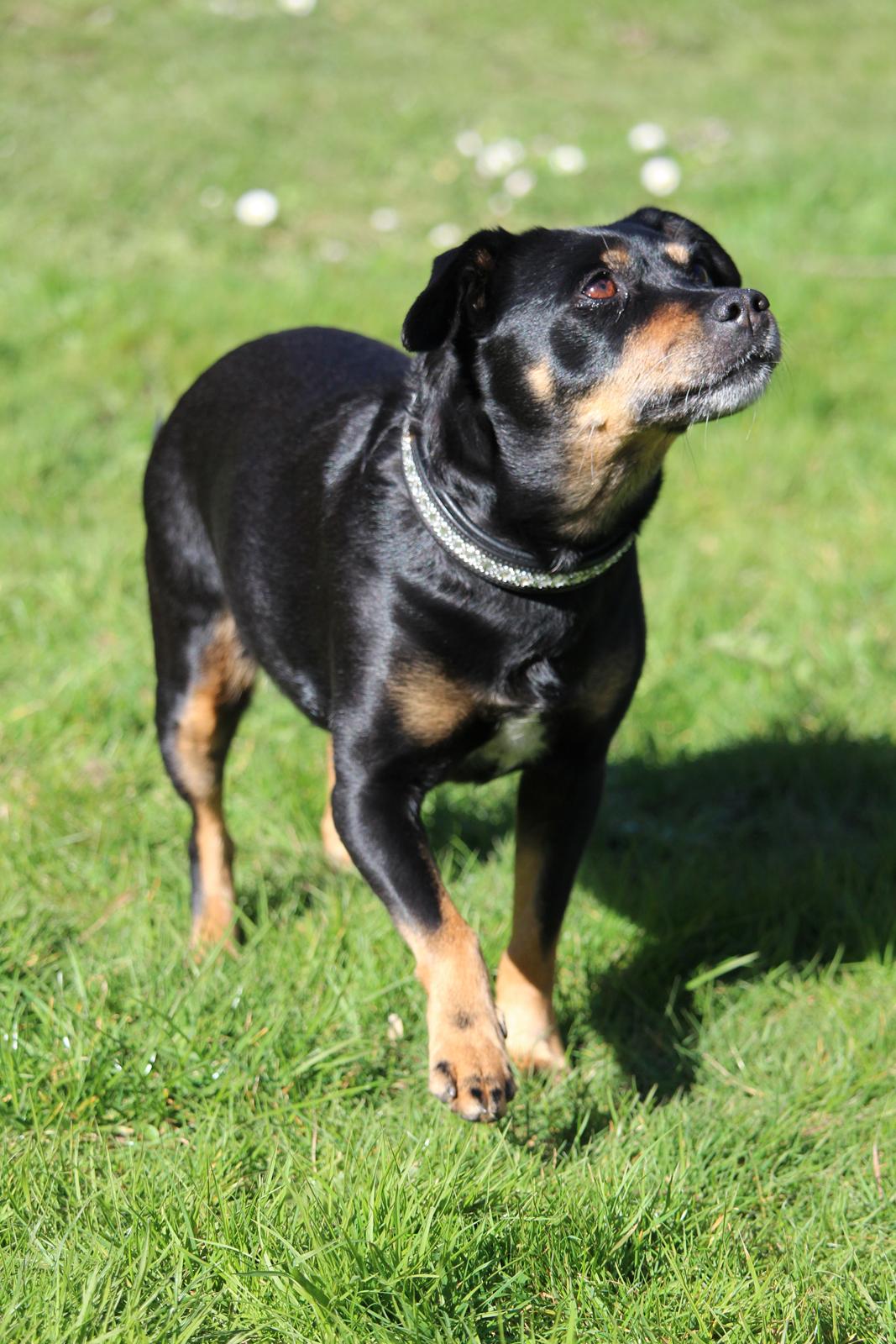 Blanding af racer Yankie billede 46