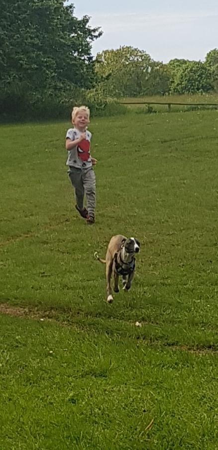 Whippet All Stars Emil  billede 9